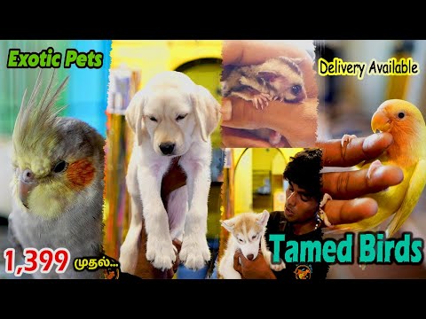 Cheapest PetsTamed Birds - Dogs For Sale - Trichy Sathya Pet Paradise... Part - 1.