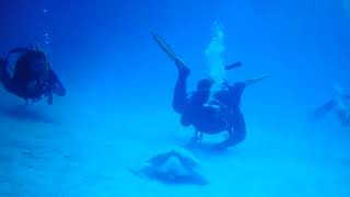 Touch a Sea Turtle in Tekirova | Blue World Diving Center #Shorts