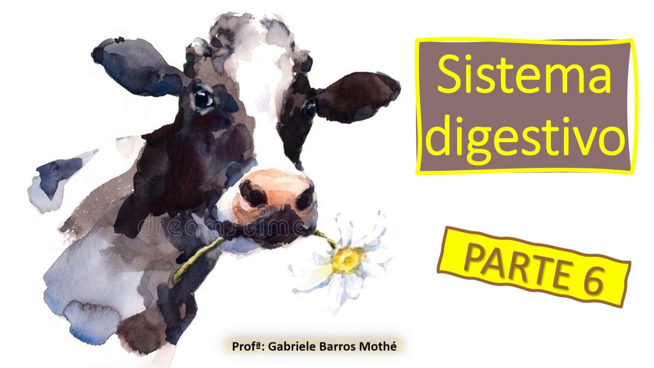 SISTEMA DIGESTIVO - parte 6 (anatomia veterinária)