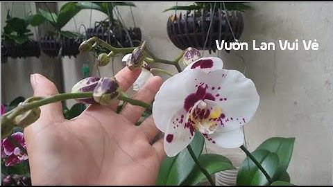 Làm Cách Này Lan Hồ Điệp Sẽ Nở Hoa Rực Rỡ