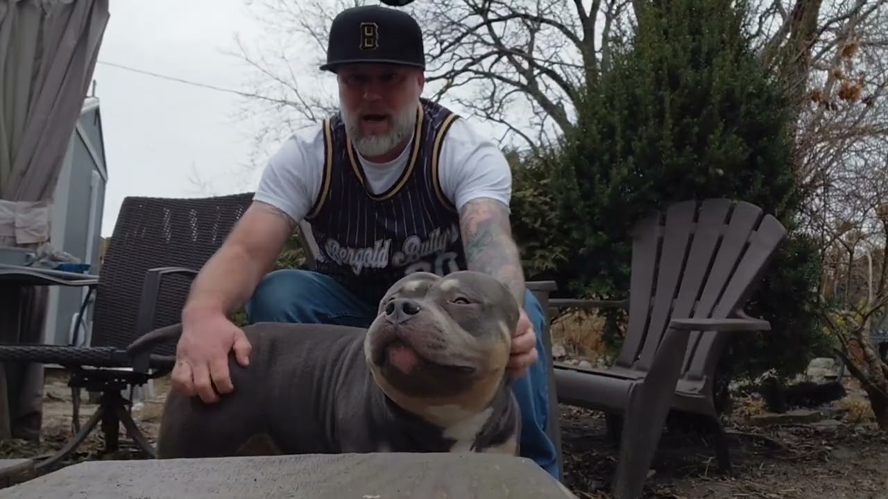 The American bully market is jacked up massed up and crazy right now‼️