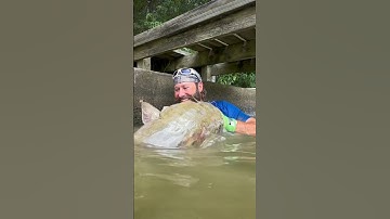 Noodling my biggest Catfish #fishing #catfish #fyp