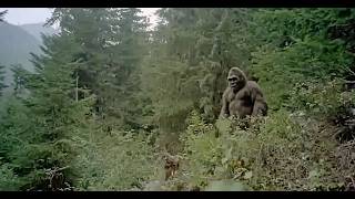 The Most Chilling Bigfoot Encounters Ever Reported In One Long Video!