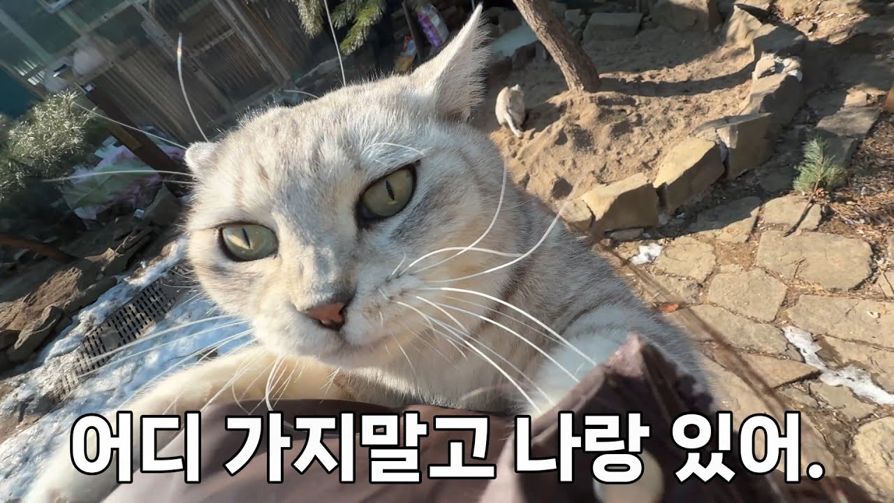 오매불망 집사만 기다리는 수퍼 개냥이