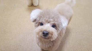 トリミングで冬仕様のテディベアカットに衣替えした犬が本当に可愛いw【トイプードル】