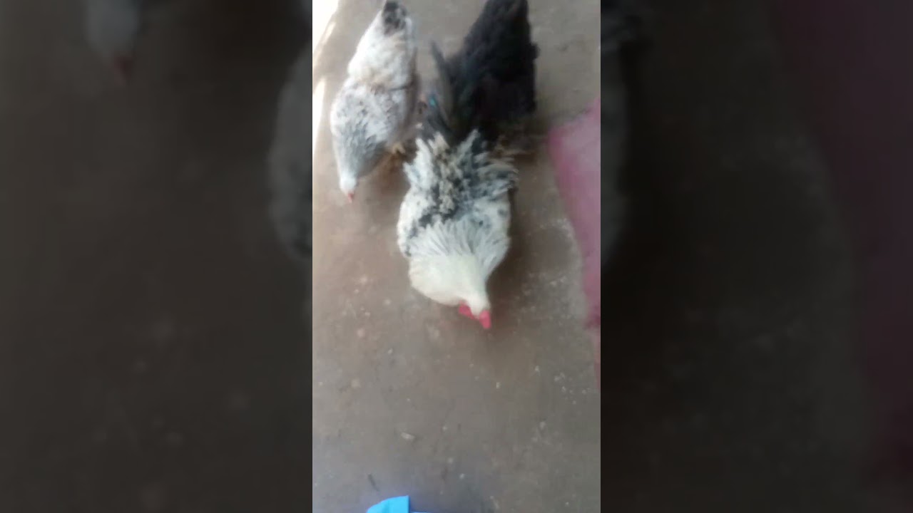 Brahma Chicken