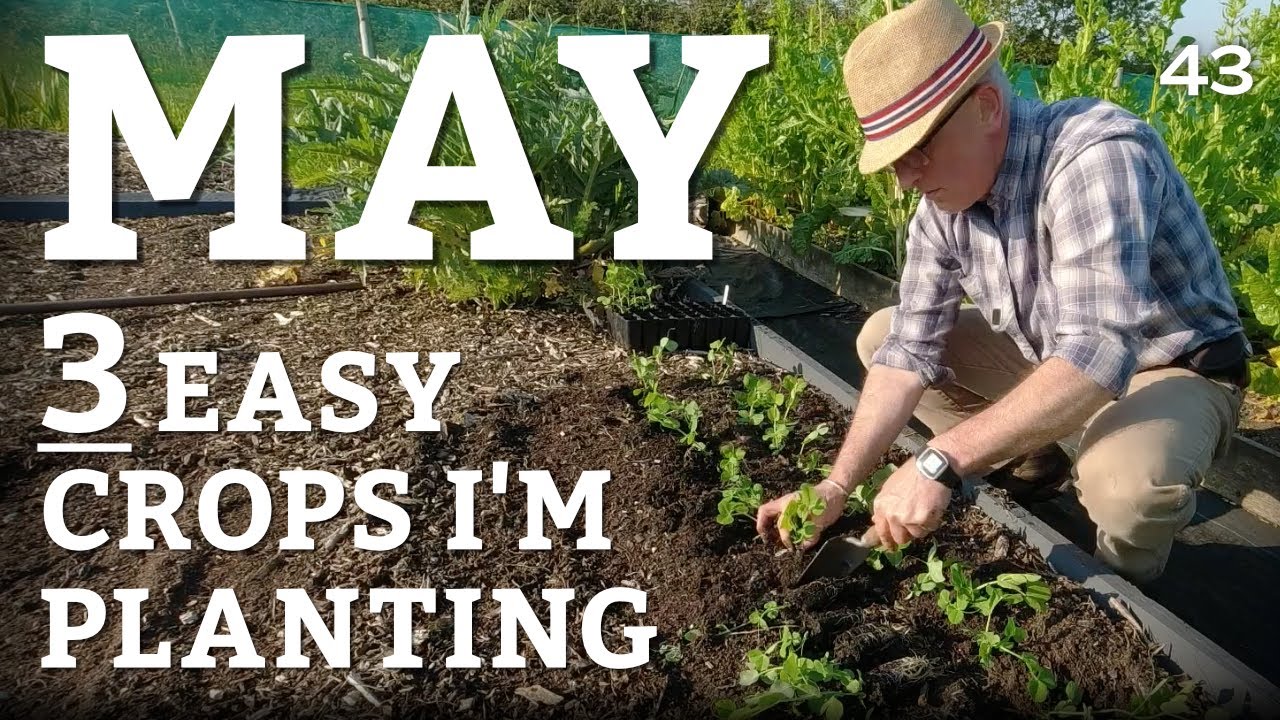 🌽 What To Grow In May UK YouTube