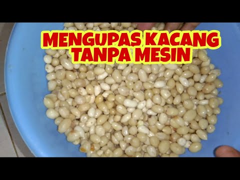 Video: Bagaimana anda mengeluarkan kacang lug tanpa sepana?