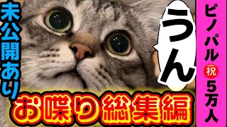 ㊗お喋り猫総集編‼保護猫ピノ【うん】【なーい】【ねぇ】【なぁ】返事6選と番外編#保護猫 #保護猫ピノ#お知らせ