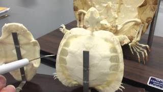 Turtle skeleton and shell. Comparative anatomy. Governors State University. Spring 2015