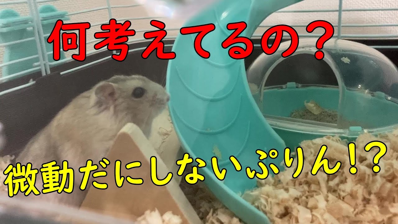 微動だにしない 何考えてるの ジャンガリアンハムスター ぷりん Youtube