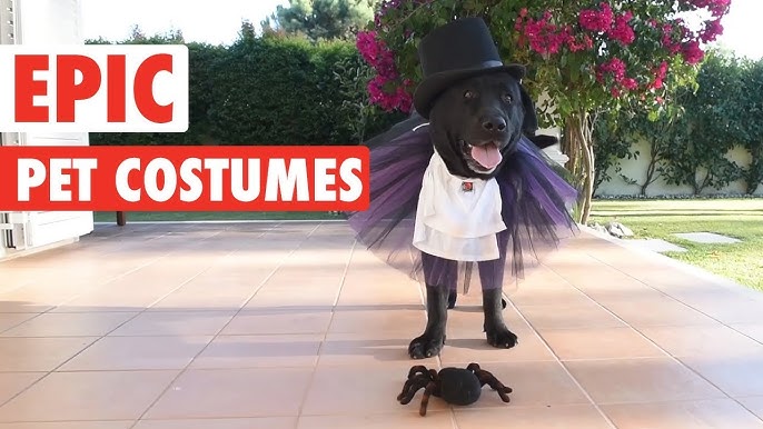 Dog Park Catwalk: How To Outfit Your Pet In Louis Vuitton, Goyard & Hermès