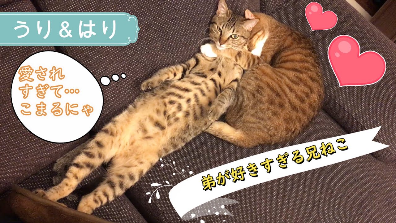 かわいい うり と はり 兄弟ネコのほのぼのとした日常です ねこ 動物がかわいいyoutube動画はここだ かわいい うり と はり 兄弟ネコのほのぼのとした日常です ねこ 動物がかわいいyoutube動画はここだ