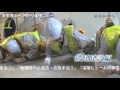 労働新聞社　安全スタッフ取材動画「危険体感教育：鉄建建設編」