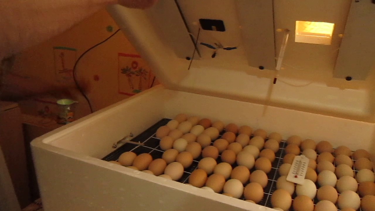 Температура внутри инкубатора. Инкубация куриных яиц в инкубаторе Несушка на 104 яйца. Инкубатор бытовой Несушка б и 1 на 104 яйца. Инкубатор instagro птичий двор Smart 120. Инкубатор Несушка на 36 яиц (45вг) для утиных яиц.