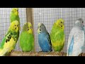 12 Hours of Morning Budgie Bliss 🌞🐦 | Cheerful Parakeet Sounds to Start Your Day Right