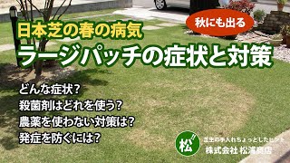 【日本芝の病気】ラージパッチはどんな症状が出るのか、どんな対策をすればいいのかについて解説します