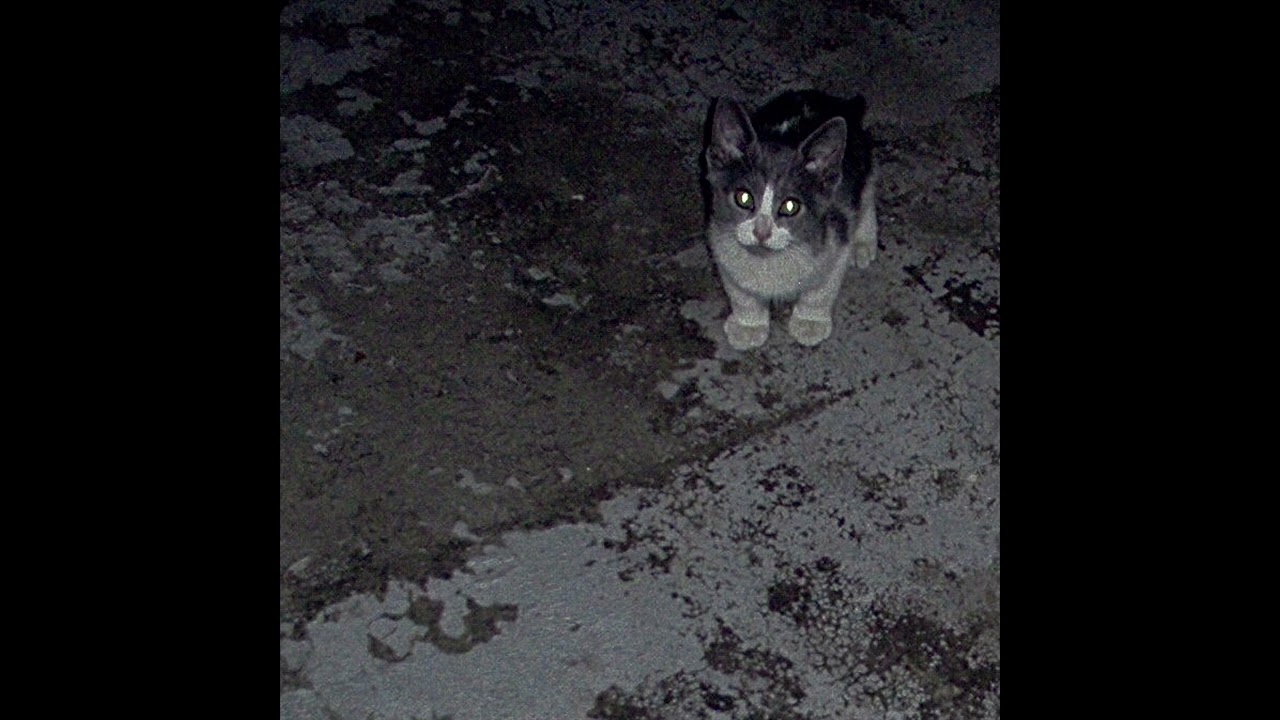 Watch SAPP - CAT on YouTube Watch SAPP - CAT on YouTube
