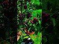 a high quality video of apple in kashmir #applesong #kashmiriapple #applefacts #appleweek #applefarm