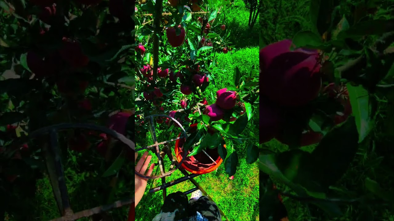 a high quality video of apple in kashmir 