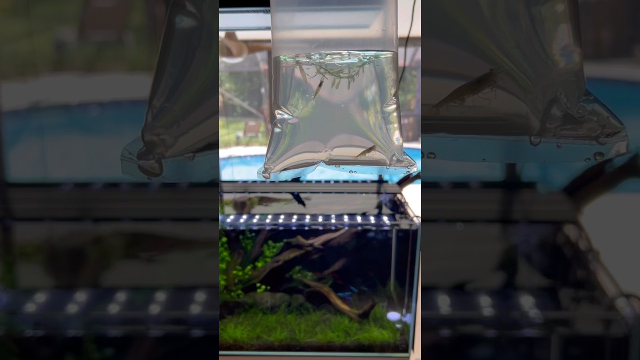 Let’s add a clean up crew, the amano shrimp #aquascape #aquarium #fishtank #youtubeshorts
