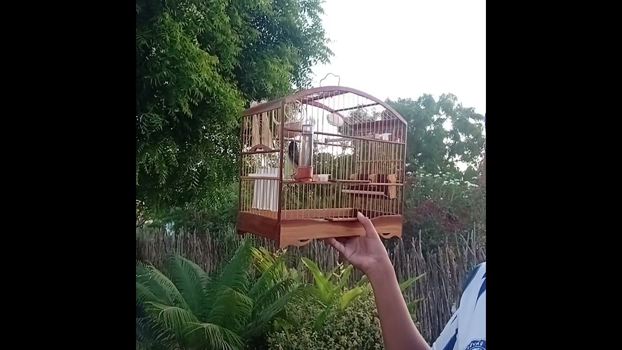 Papa capim tui tui cantando com muita fibra de gaiola na mão 