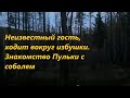 Неизвестный гость, ходит вокруг избушки. Соболь "на узерку". 7 серия