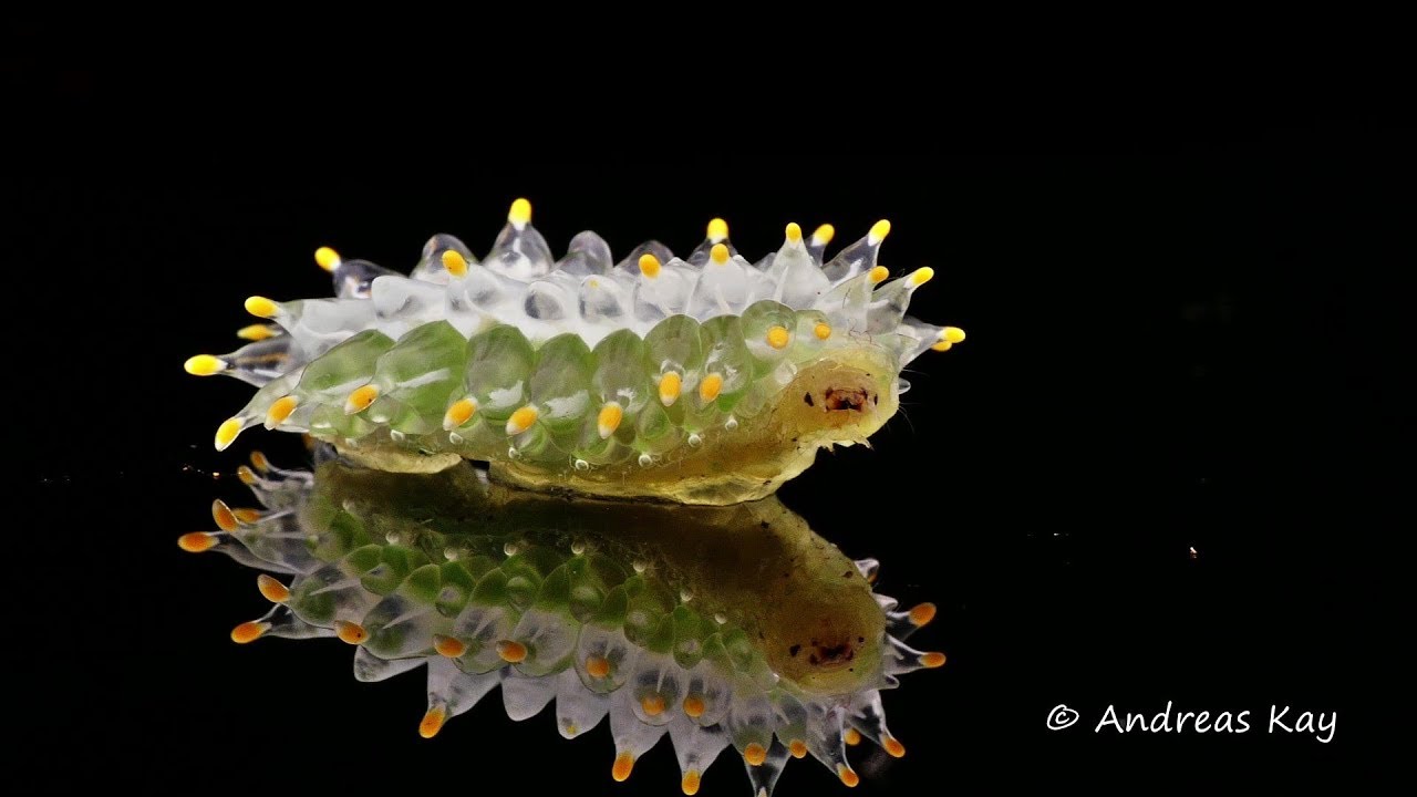 Not a Jelly Baby but a Jewel Caterpillar from Ecuador YouTube