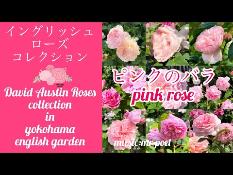 イングリッシュローズ ピンクのバラ コレクション】David Austin Roses