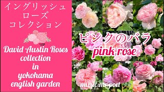 イングリッシュローズ ピンクのバラ コレクション】David Austin Roses
