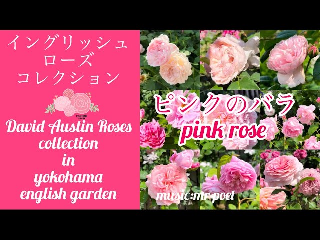 イングリッシュローズ ピンクのバラ コレクション】David Austin Roses