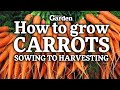 How to Grow CARROTS - from SOWING to HARVESTING