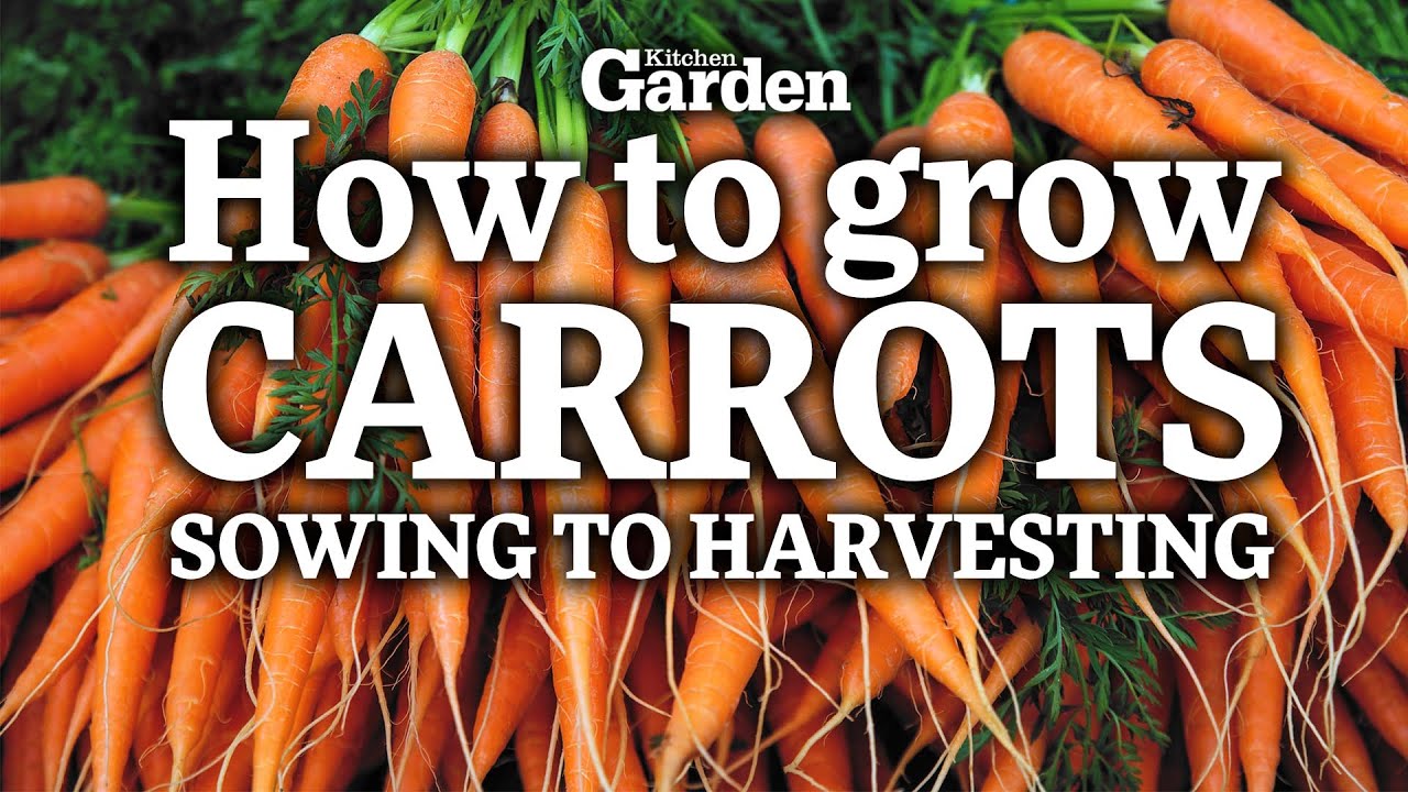 How to Grow CARROTS from SOWING to HARVESTING YouTube