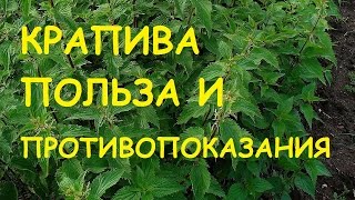 Крапива. Лечебные свойства и противопоказания.