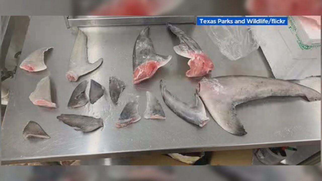 Around 400 illegal shark fins seized from Texas seafood restaurant US