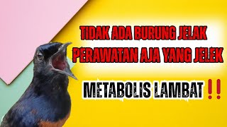 THERE ARE NO UGLY BIRDS‼️CARE FOR MURAI BATU WITH SLOW METABOLISM