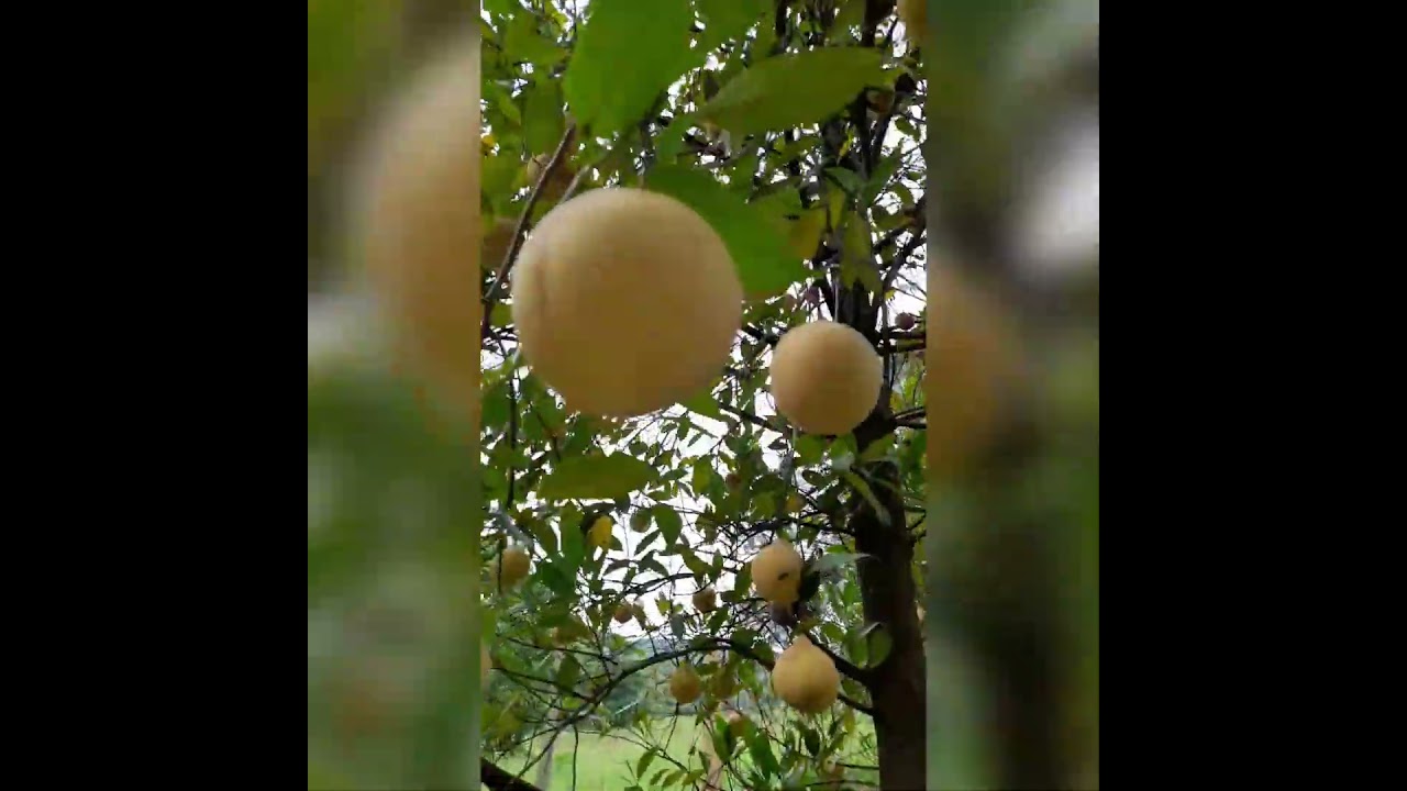 Hybrid nutmeg/mundathanam.