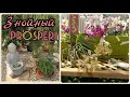 #Орхидеи в садовом центре Проспери🌸:Джулия зачастила к нам!✌️ ,невиданные бонсаи🎋🎎
