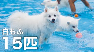 15匹の白い犬が大集合プールでの遊び方バラバラでみんなかわいい【わんダフルネイチャーヴィレッジ】