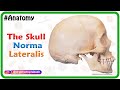 Anatomy of the Skull : Norma Lateralis