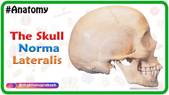 Skull Anatomy - Cranial Bone and Suture Labeled Diagram, Names, Mnemonic —  EZmed