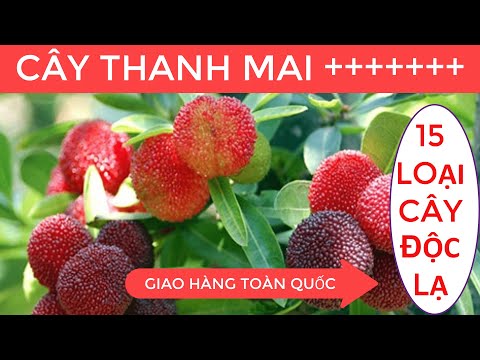 Video: Lá Vertunya - Kẻ Thù Của Cây ăn Quả