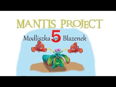 Wideo: Krewetka Mantis - niesamowity drapieżnik morski