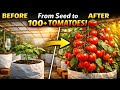 Rooftop Tomato Gardening | Seed to 100+ Tomatoes 🍅#TomatoGardening#RooftopGardening#HomeGardening