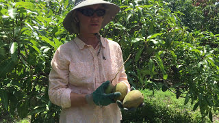 Truly Tropical Mango Varieties- ‘Julie’