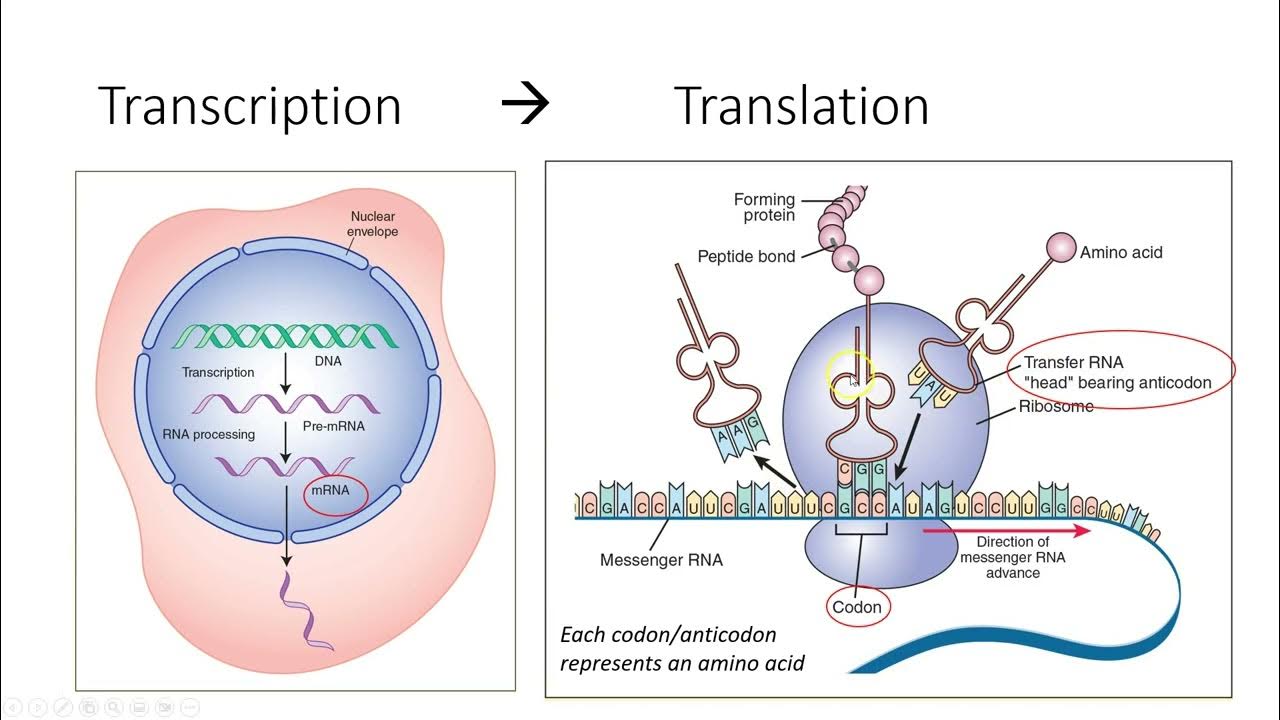 DNA and RNA Gene Expression YouTube