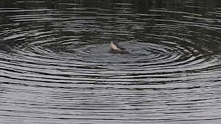 Nutria europea. Cópula (comportamiento natural)