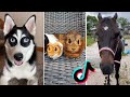 Hello My Name is Zuzie #7 ( New Trend Animals ) - Funny Animals Compilation TikTok