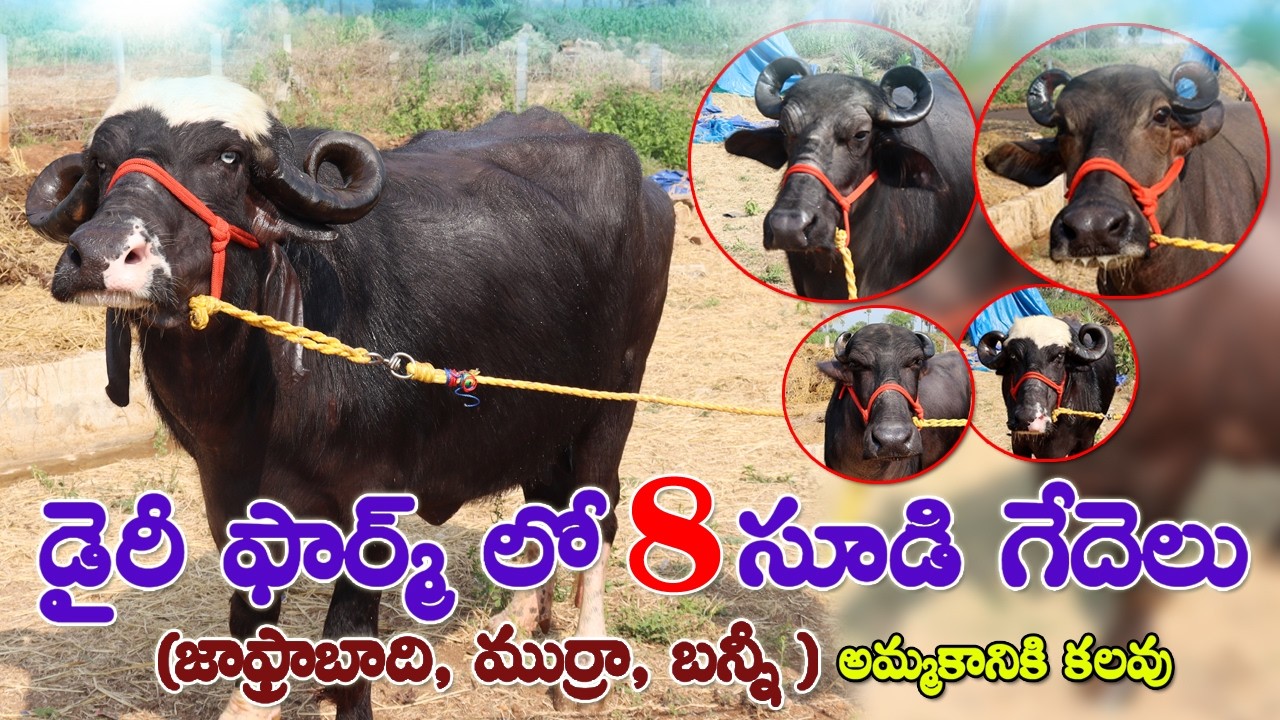 డైరీ ఫార్మ్ లో 8 సూడి గేదెలు అమ్మకానికి కలవు |5-9 నెలల జాఫ్రా బాధి, ముర్రా |Pregnant Buffaloes sale