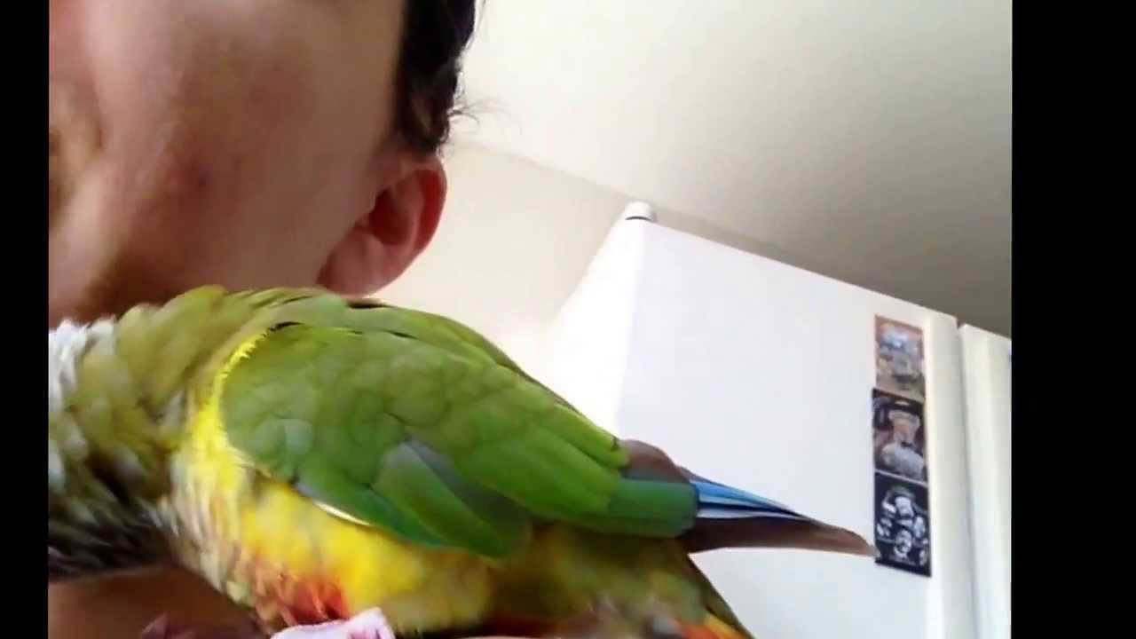 Pineapple conure talk ( says give me a kiss ) YouTube